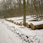 Holzeinschlag in meinem "Hauswald" in Northeim am Sultmer.