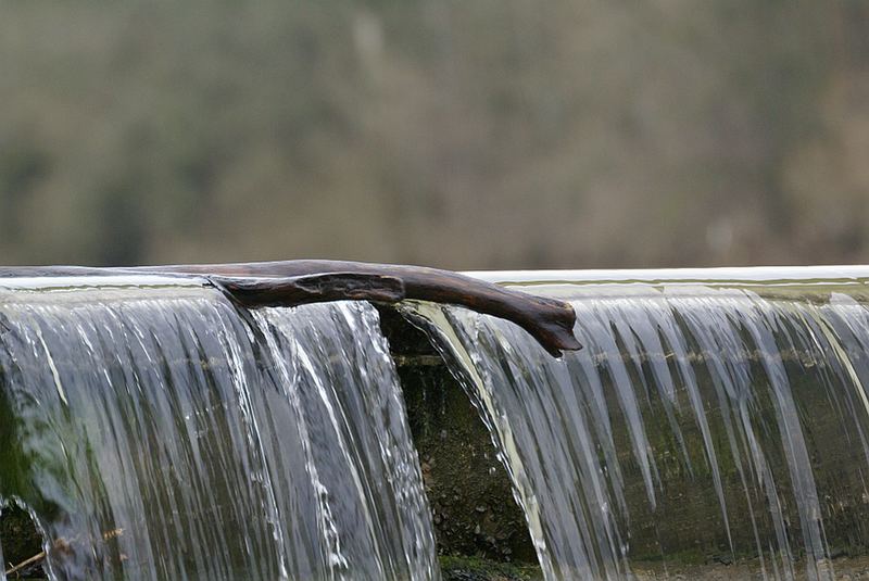 Holzente im Wasser