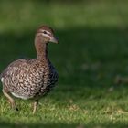 Holzentenfamilie - hier das Weibchen