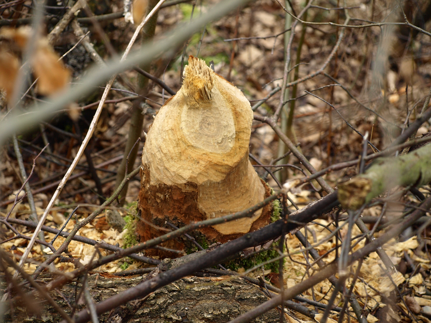 Holzfällarbeiten eines Biebers