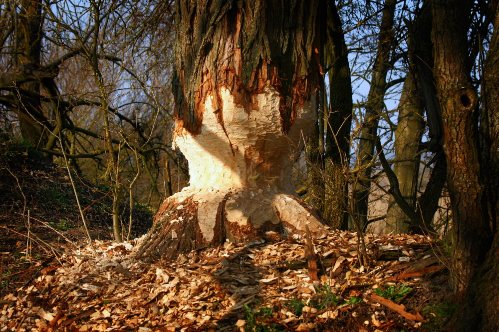 Holzfäller?...