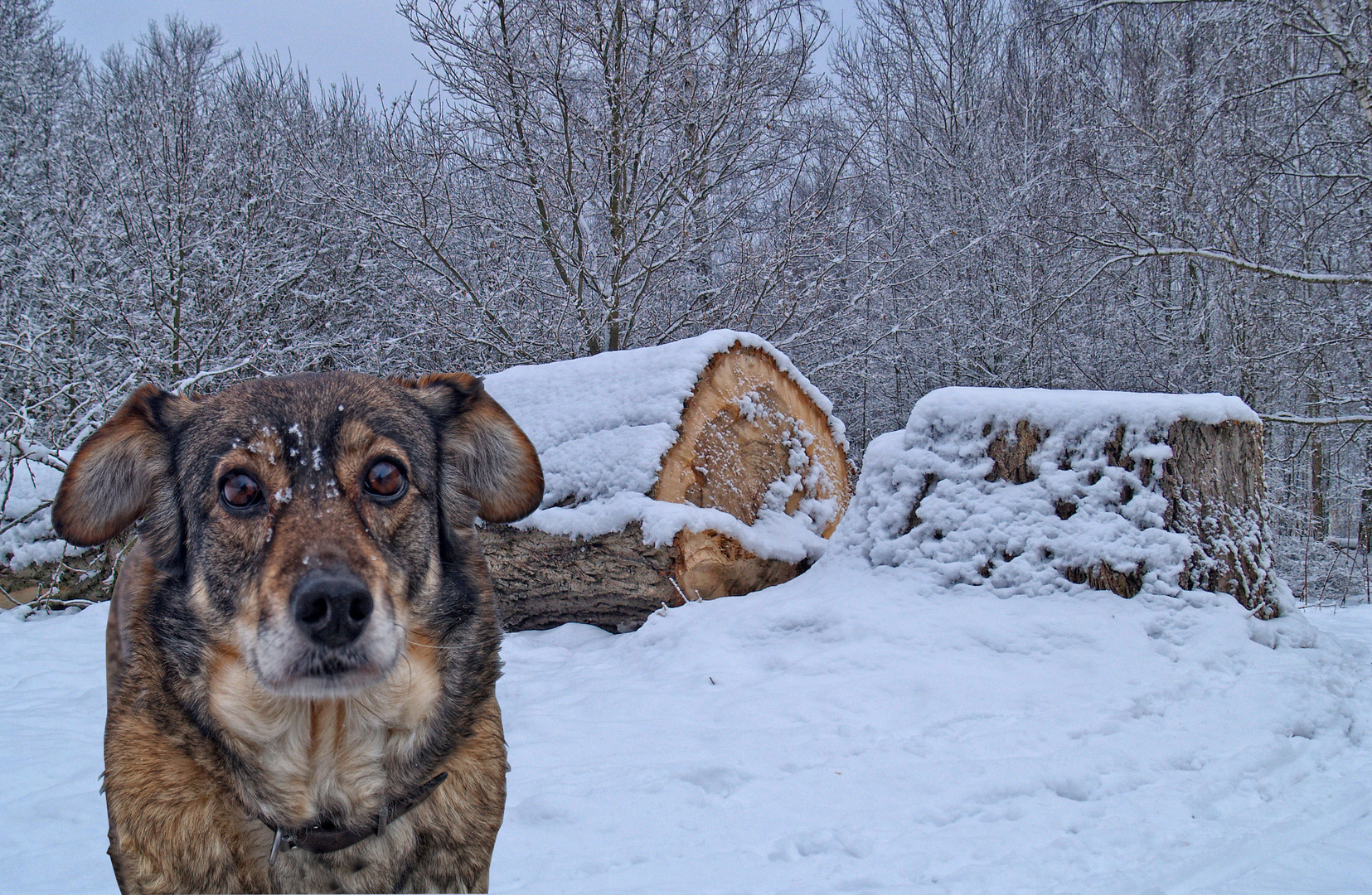 holzfäller