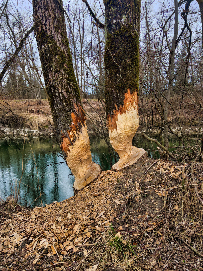 Holzfäller am Fluss