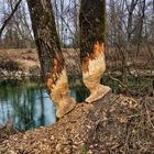Holzfäller am Fluss