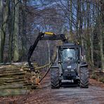 Holzfäller am Werk