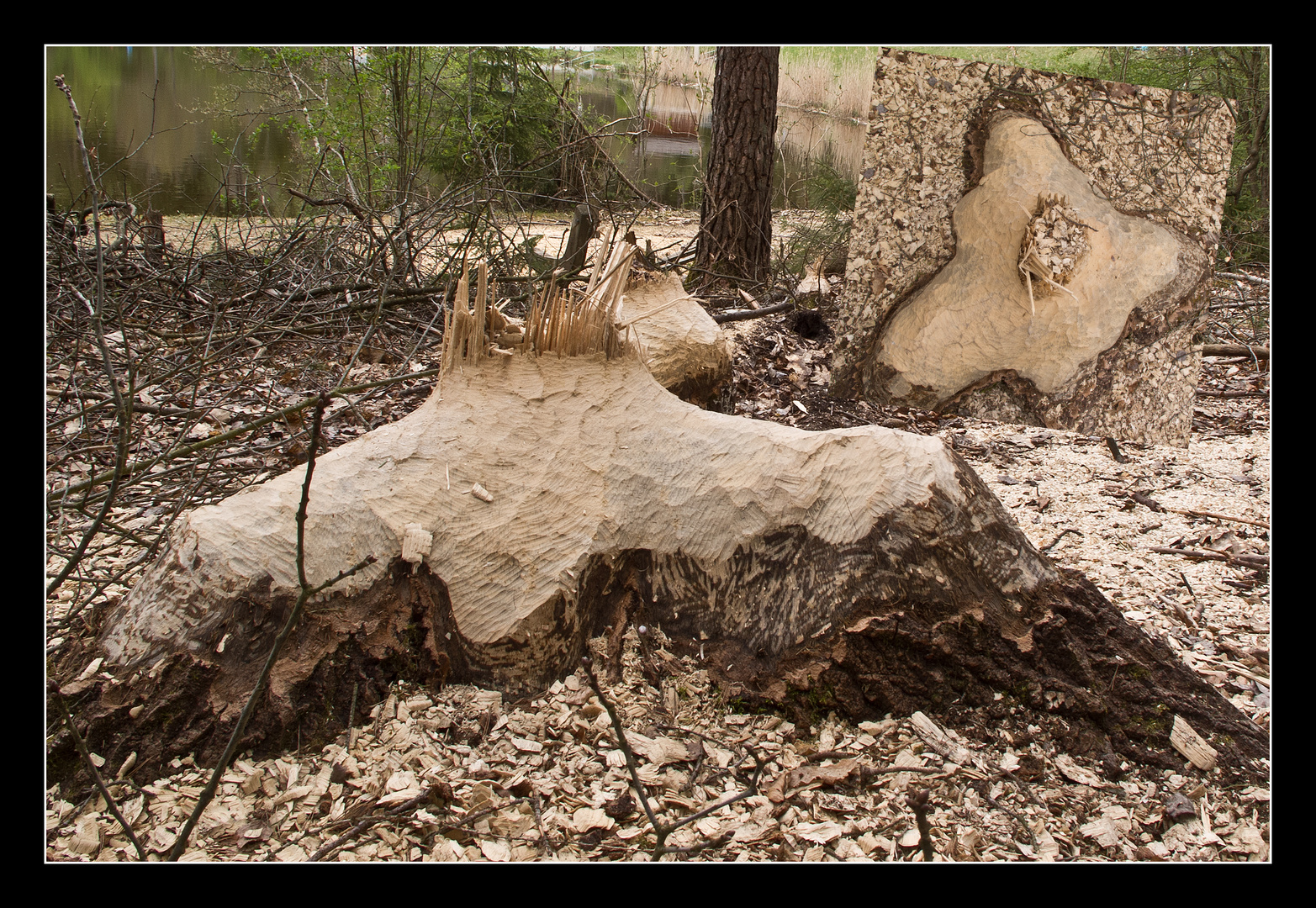 Holzfäller