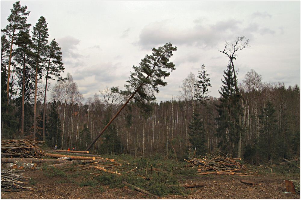 Holzfäller bei der Arbeit