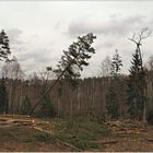 Holzfäller bei der Arbeit