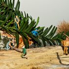 " Holzfäller bei der Arbeit "