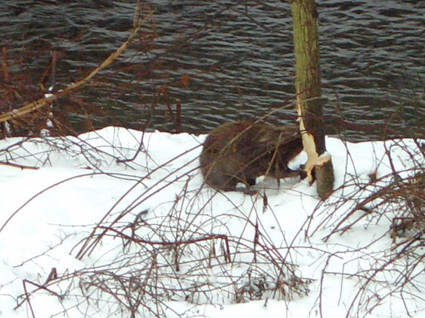 Holzfäller