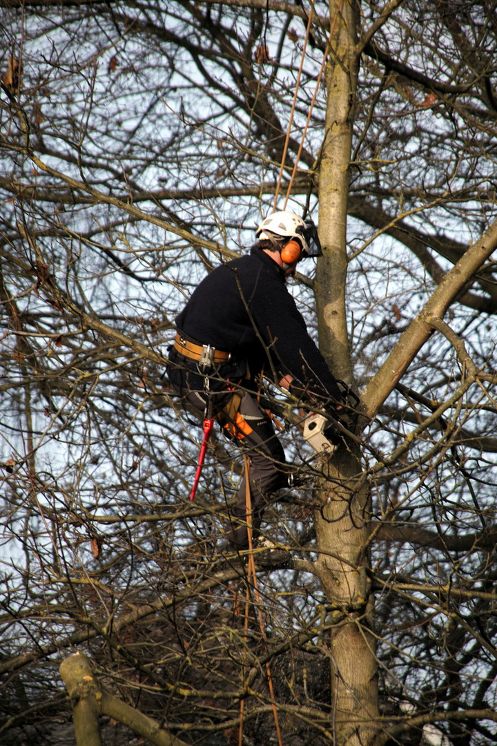 Holzfäller im Baum