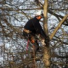 Holzfäller im Baum