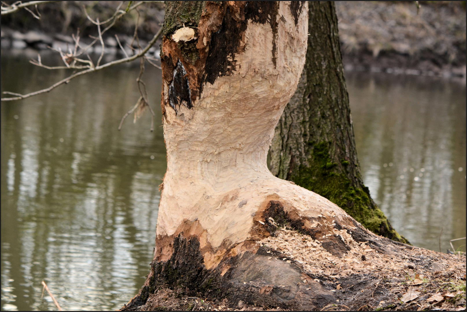 Holzfällerarbeiten