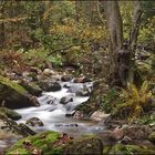 Holzfäller[im]Paradies