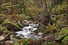 Holzfäller[im]Paradies