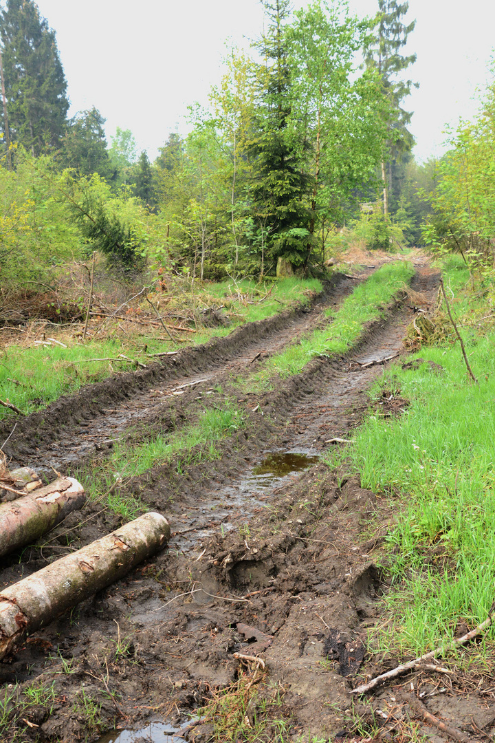 Holzfällung mit modernen Maschinen                                     