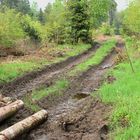 Holzfällung mit modernen Maschinen                                     