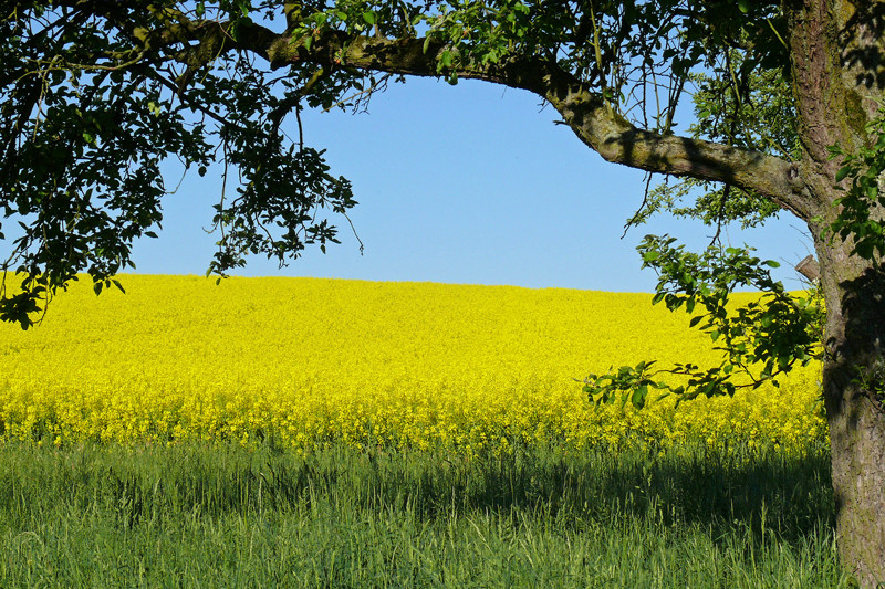 Holzfenster