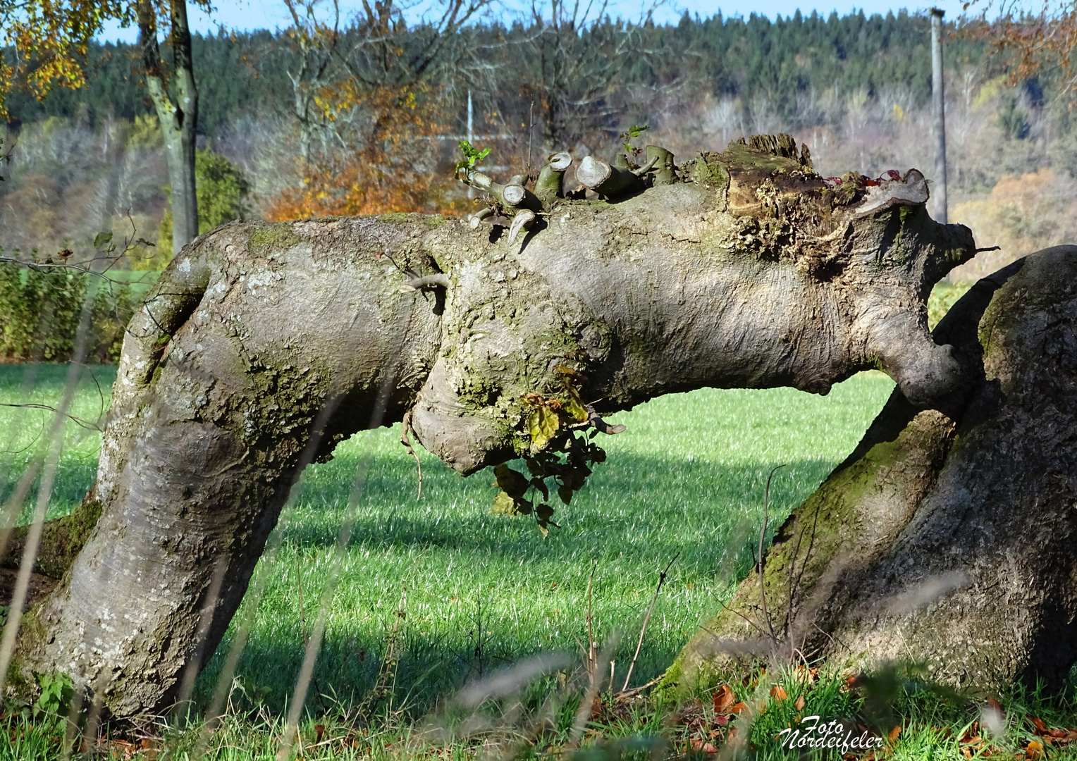 Holzfresser..