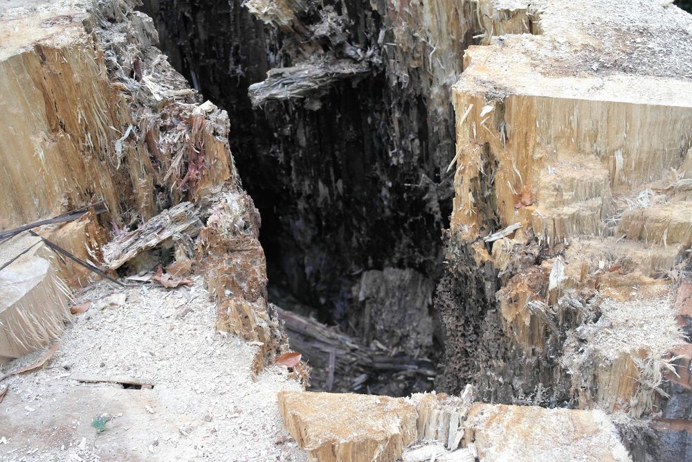 Holzgebirge im Tegeler Forst