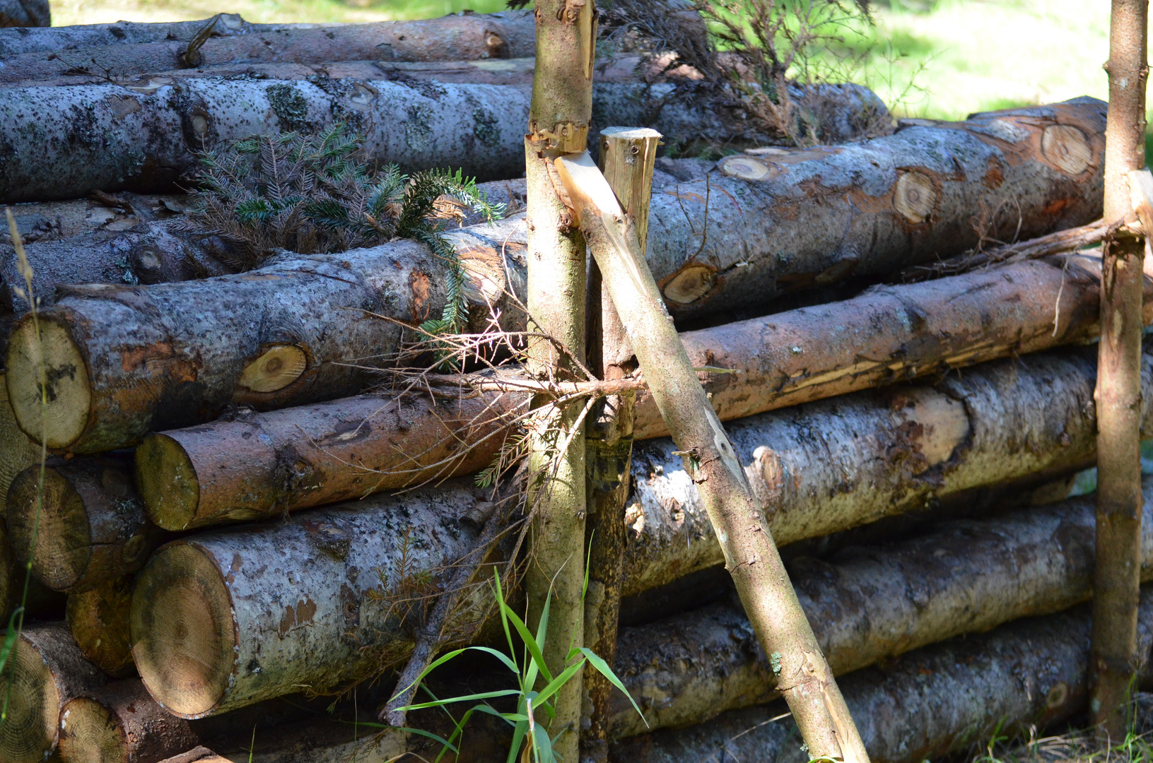 Holzhauer's Arbeit im Bayerwald