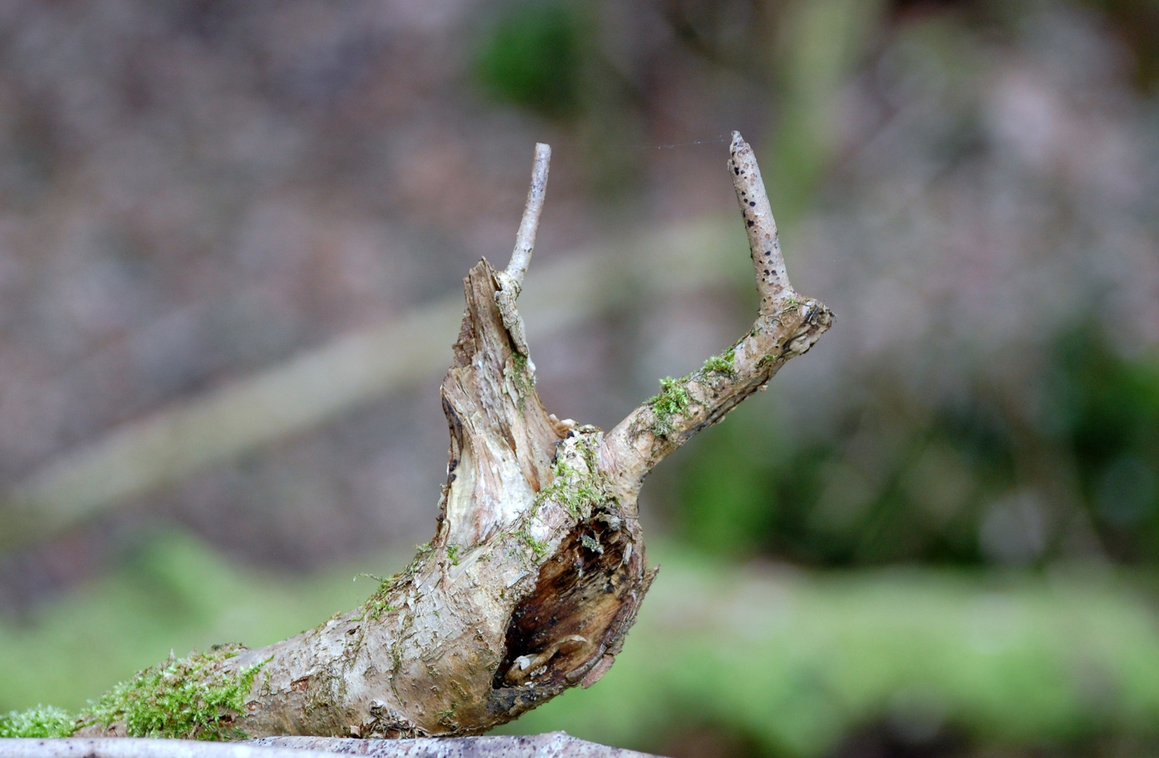 Holzhörnerschnecke im Friedwald