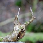 Holzhörnerschnecke im Friedwald