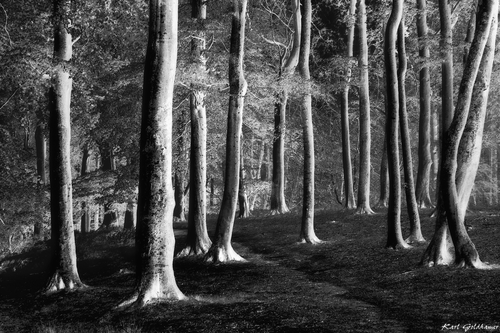 Holzhof 50 IR