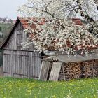 Holzhütte bei Oberwälden