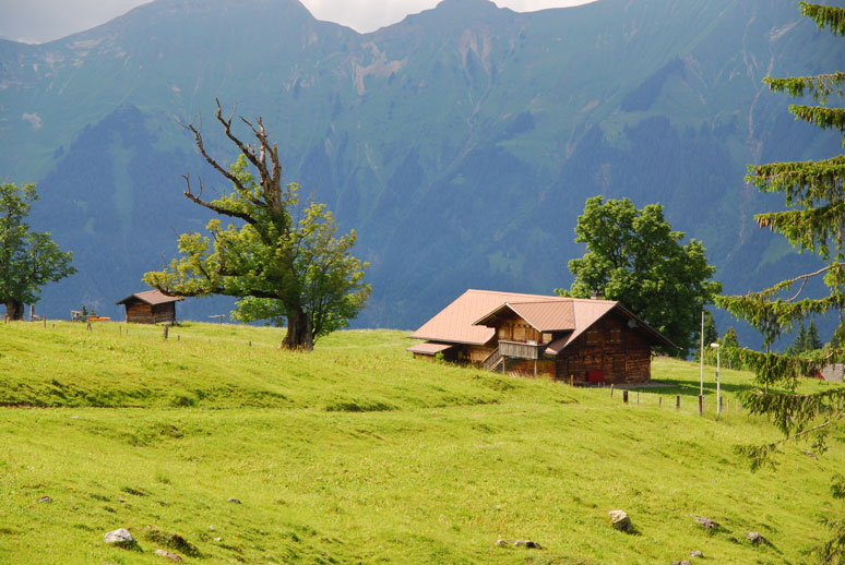 Holzhütte mit altem Baum