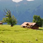 Holzhütte mit altem Baum