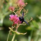 Holzhummel