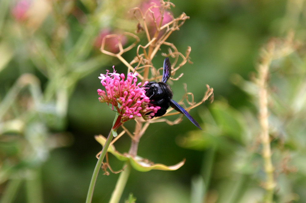 Holzhummel