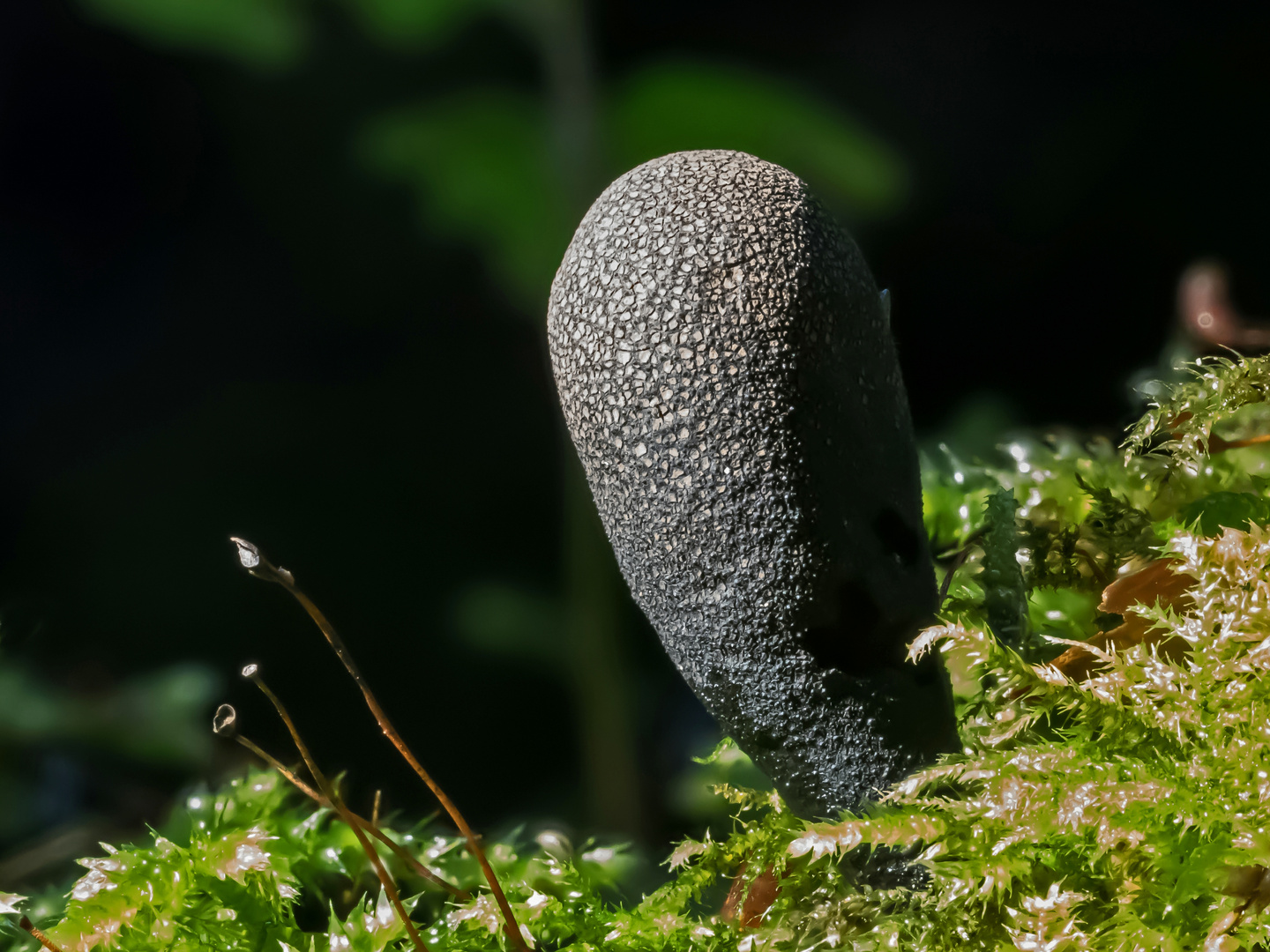 Holzkeule (Xylaria)