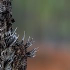 Holzkeulen am Birkenstamm