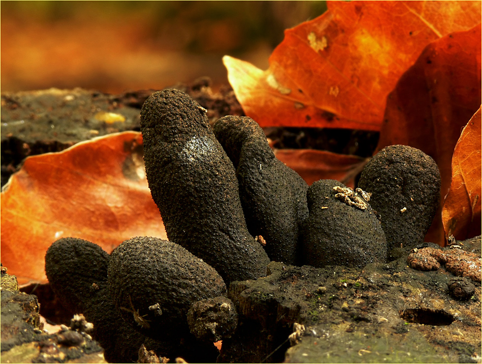 Holzkeulen im Herbst