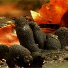 Holzkeulen im Herbst