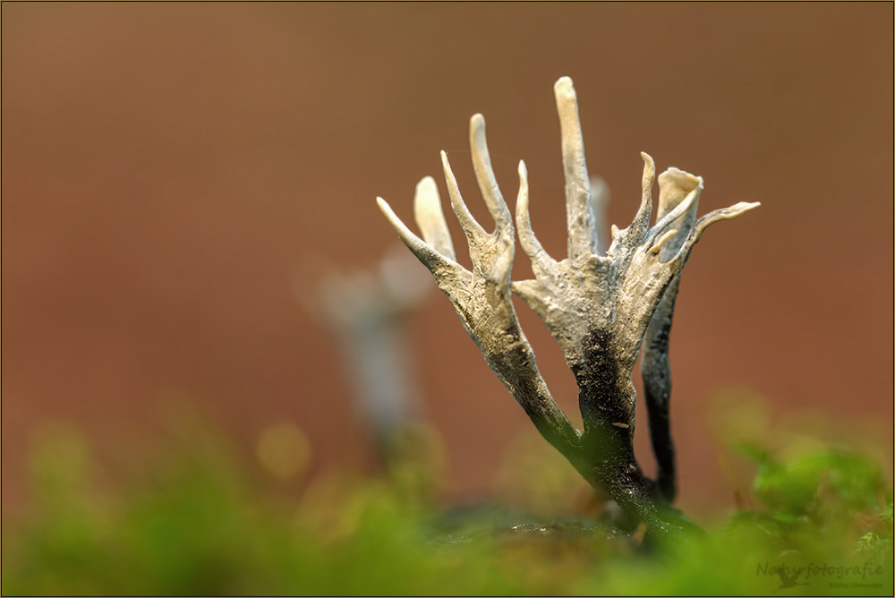 holzkeulen ( Xylaria )