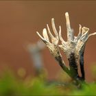 holzkeulen ( Xylaria )