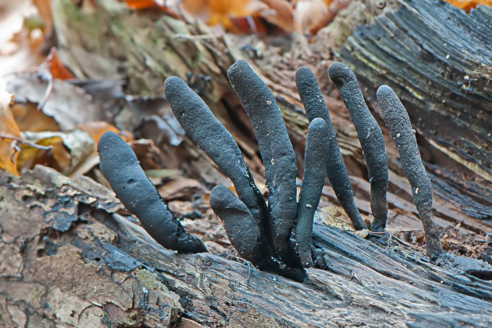 Holzkeulen (Xylaria)