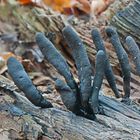 Holzkeulen (Xylaria)