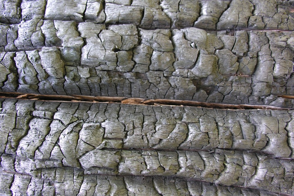 Holzkohle an einer alten Eiche