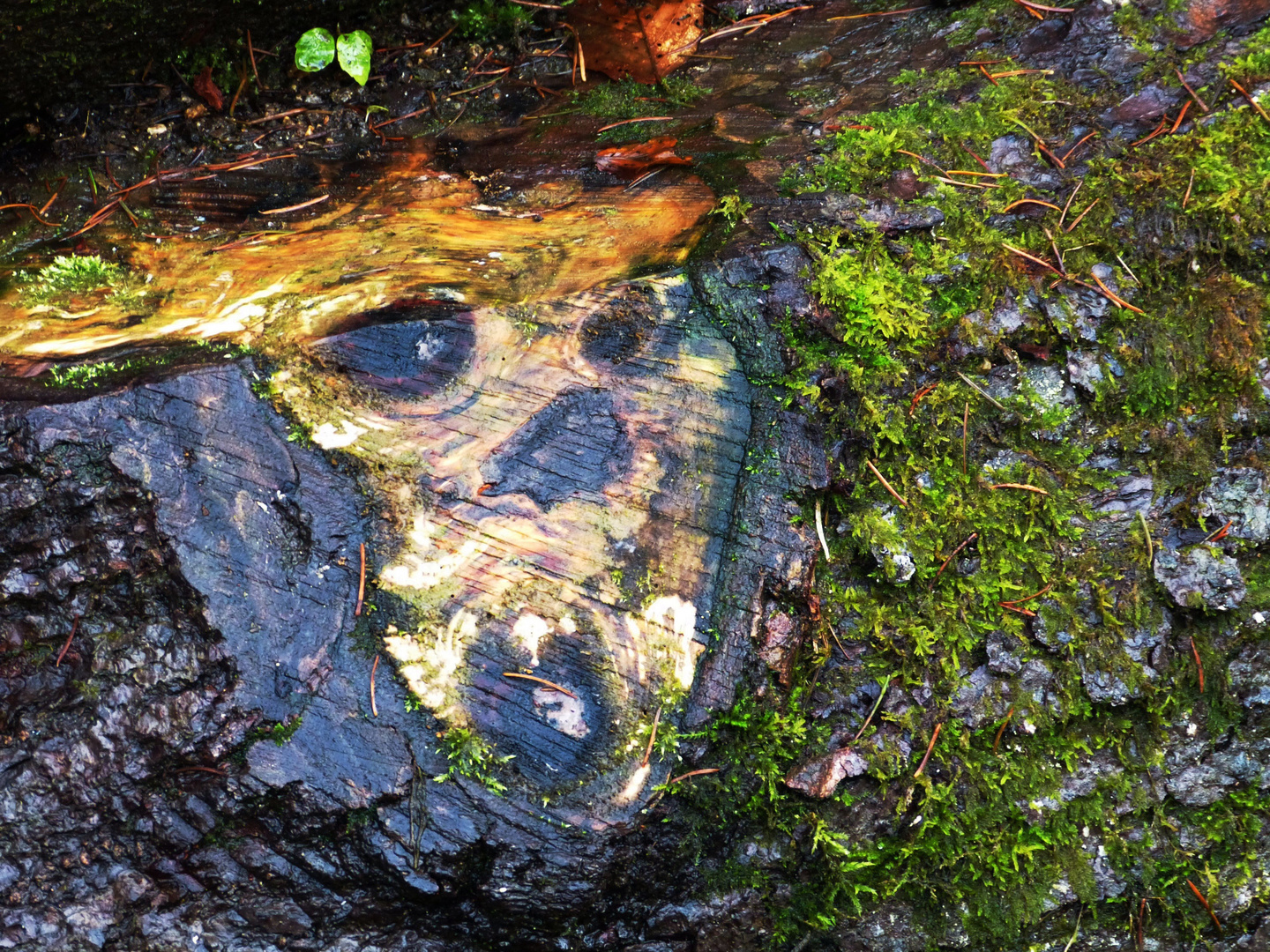 HolzKopf oder nur -Gesicht