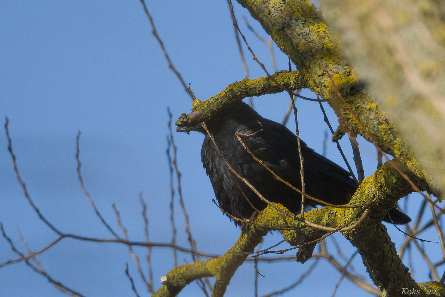 Holzkopfvogel