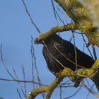 Holzkopfvogel