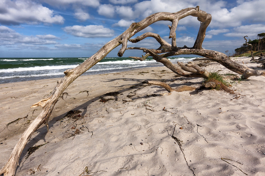 Holzkunst am Strand