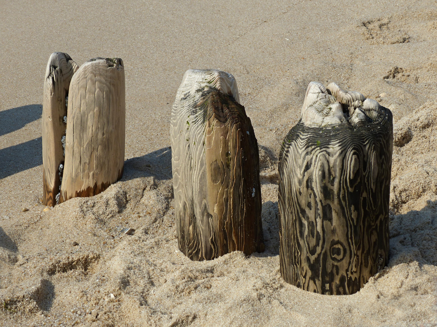 Holzkunstwerke am Strand