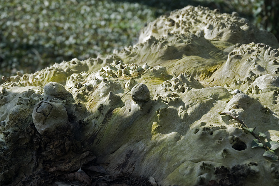 Holzlandschaft