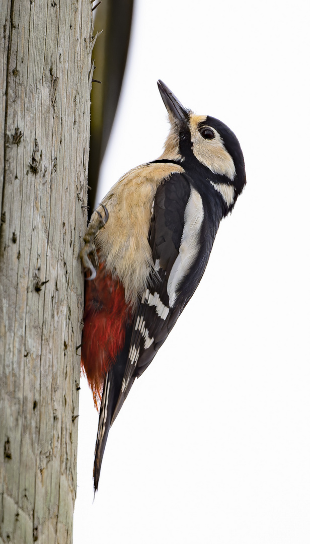 Holzmast mit Buntspecht