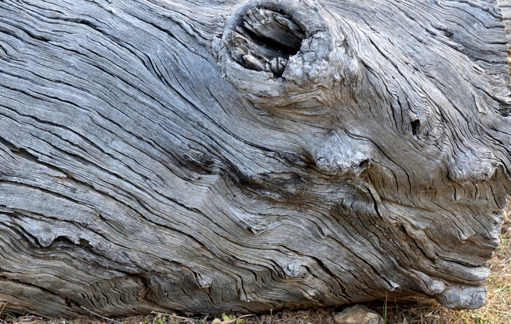 Holzmonster aus Südafrika